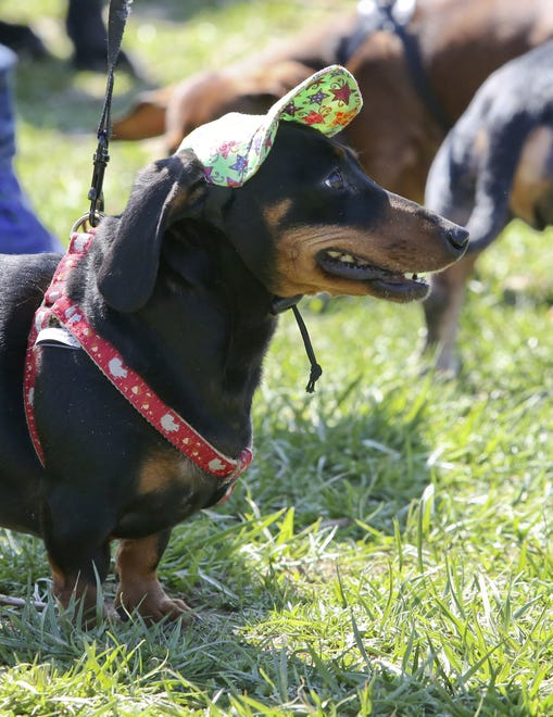 Duncan the dachshund, owned by Jill Reinhardt of Wilmington, relaxes after the Faithful Friends' Dog-Gone Easter Egg Hunt in 2016 at Wilmington's Rockford Park Saturday.