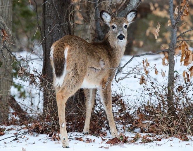 A deer looks up from its foraging in snow-coated Glasgow Park  Thursday afternoon, Feb. 18, 2021.