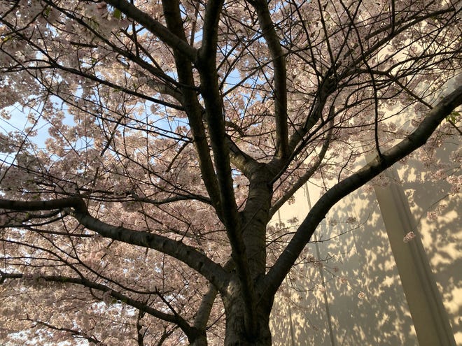 A line of cherry trees is in bloom on the campus of Archmere Academy, Wednesday, April 5, 2023.