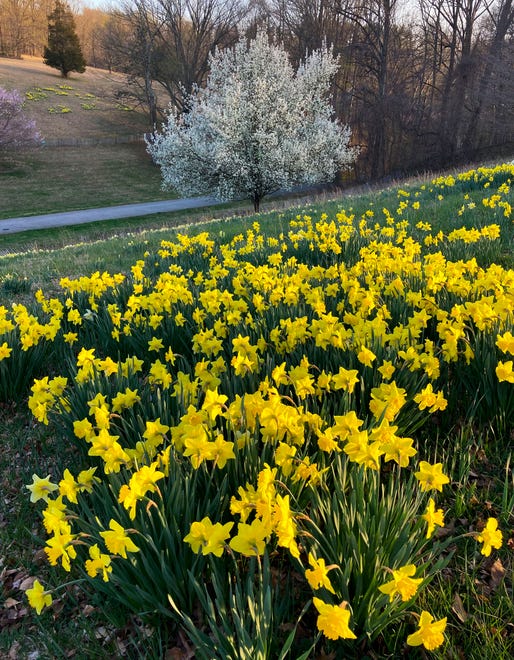 Daffodils line a hillside among blooming trees in Valley Garden Park, Tuesday, April 4, 2023.