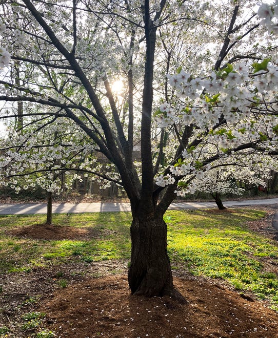 A Brandywine Park cherry tree blooms Monday, April 3, 2023.