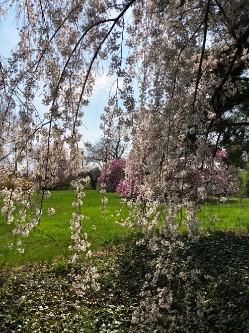 A pin cherry tree has draped its blooms along the grounds at the Goodstay Center in Wilmington, Wednesday, April 5, 2023.