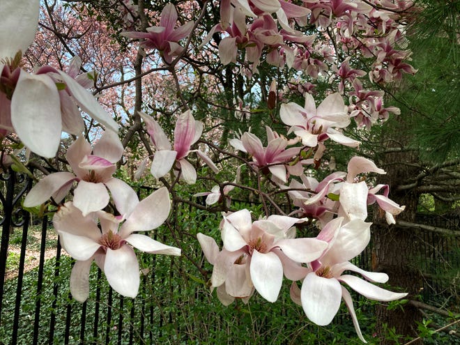 Magnolia blooms spill over a fence at the Marian Coffin Gardens at Gibraltar in Wilmington, Wednesday, April 5 2023.