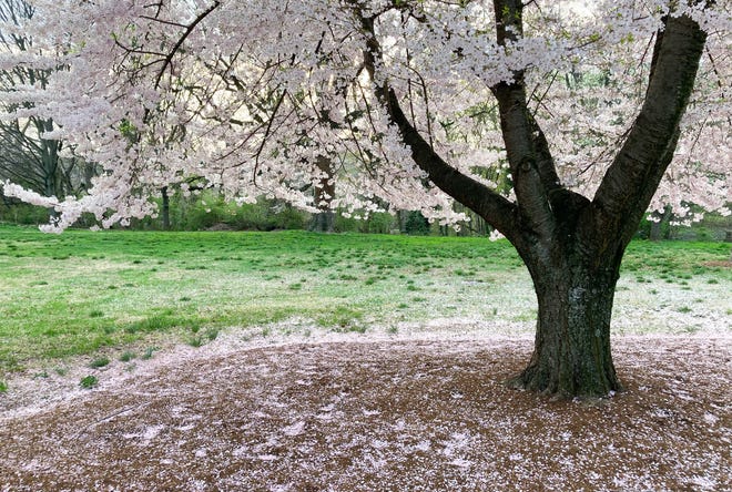 A Brandywine Park cherry tree has dropped lots of blossoms, but plenty remain on the tree in Wilmington, Wednesday, April 5, 2023.