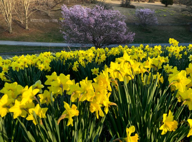 Daffodils form a blanket of color in Valley Garden Park in Greenville, Tuesday, April 4, 2023.