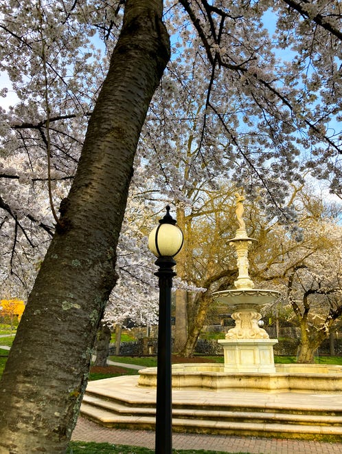 Cherry trees bloom in Brandywine Park's Josephine Garden, Monday, April 3, 2023.