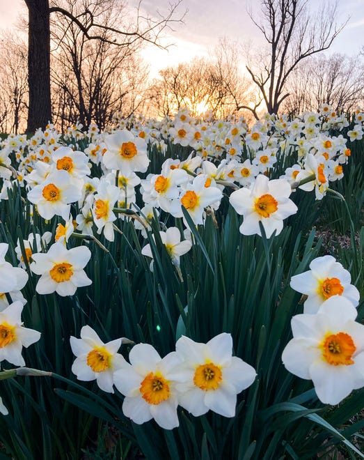 Narcissus are clustered in Valley Garden Park in Greenville, Tuesday, April 4, 2023.