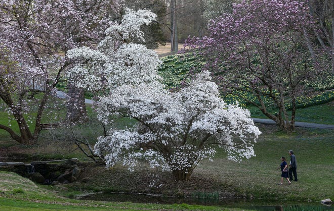 Valley Garden Park in Greenville is in bloom, Tuesday, April 4, 2023.