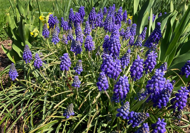 Grape hyacinths rise from the ground at the Goodstay Gardens in Wilmington, Wednesday, April 5, 2023.