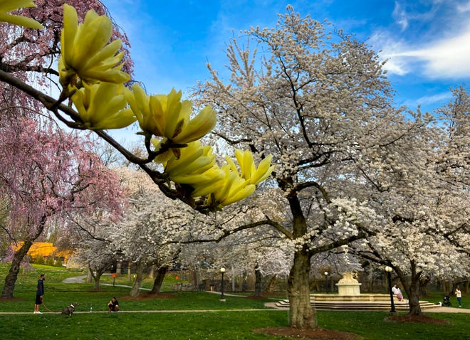Trees bloom in Brandywine Park's Josephine Garden, Monday, April 3, 2023.