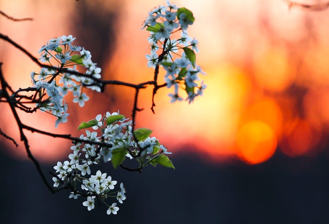 Cherry blossoms are a contrast to a fiery sunset at Valley Garden Park in Greenville, Tuesday, April 4, 2023.