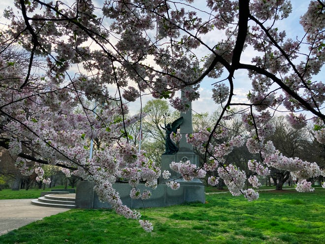 Cherry trees serve as a backdrop for the Soldiers and Sailors Memorial in Brandywine Park, Wednesday, April 5, 2023. Some trees near the World War One memorial have yet to bloom but are on the verge. Others are well into their bloom cycle and will soon drop their blossoms.