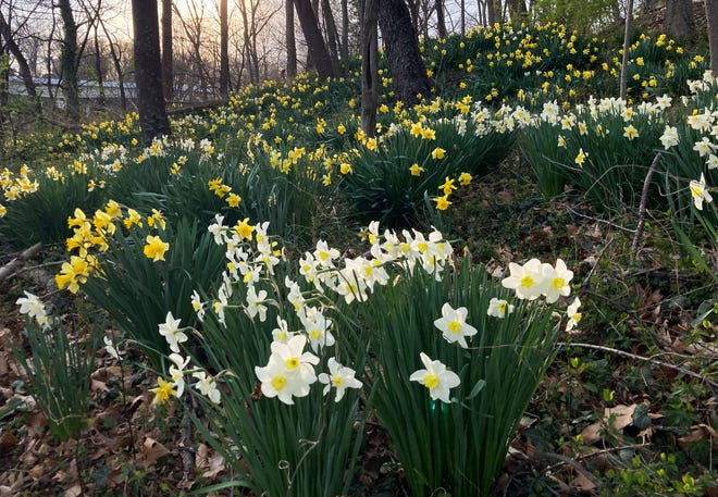 Daffodils cover a hillside at Brandywine Park along Monkey Hill, Monday, April 3, 2023.