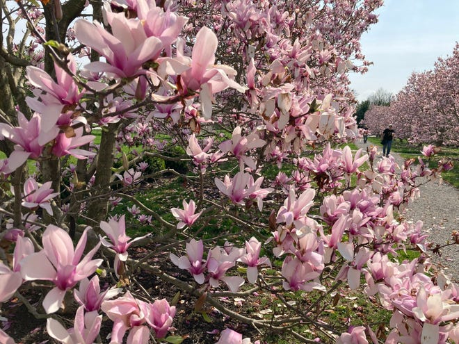 Goodstay Gardens' Magnolia walk, Wednesday, April 5, 2023, where the magnolias are blooming - for now.