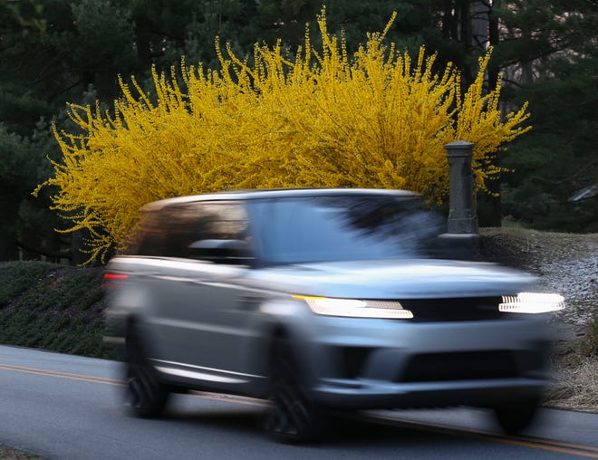 A line of forsythia is ablaze near Valley Garden Park in Greenville, Tuesday, April 4, 2023.